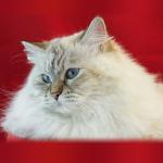 Oklahoma Neva Kingdom (����)