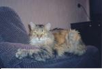 ����� ������ (����)