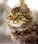 ������� ��������� ������� (����)