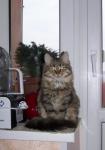������ �������� (����)