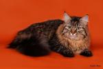 ������� �� ������� (����)