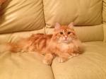 �������� �������� (����)