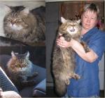 ����� (����)
