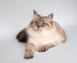 �������� ������ ���� ������ (����)