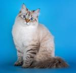 ������ ������ ���� ����� (����)