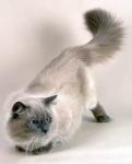 ������� ��� (����)