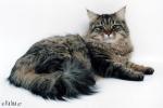 ������ ������� (����)