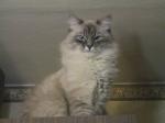 ������ ������� ������ (����)
