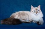 Olimpiya Zhemchug Nevy (����)