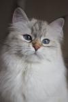 ������� �� ������� (����)