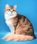 �������� ������� (����)