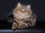 Germes for Manchzhury (����)