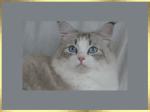 ������ ���������� ����� (����)