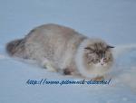 ������� ������� ���� (����)