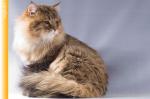 �������� ������� (����)