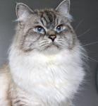 ������ ����� ����� (����)