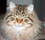 Raissa z Basni (����)