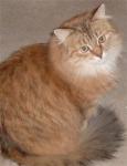 ����� ����� (����)