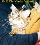������ �������� (����)