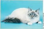 ���� ������ (����)