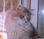 ���� ������� �� ������ (����)
