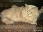 ������ ����� (����)