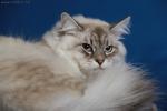 ������� ������ (����)