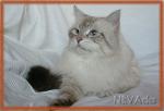 ������ �������� (����)