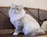 ����� �� ��������� ��������� (����)