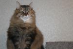 ���������� � ������� ���� (����)