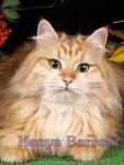 Kenia Barselit (����)