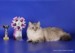 ������� ������� ������ �� ����� ���� (����)