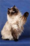 ������ ��������� �������� (����)