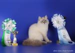 ������ ����� ���� (����)