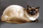 Archibal'd Snezhnaja Fantazija (����)