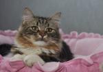 ����� ������������ (����)