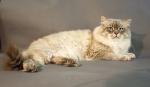 Milord Skazochnyj Angel Svyatoy Rusi (����)
