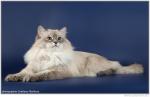 �������� ������ ��� (����)