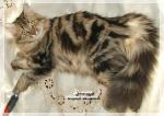 �������� ��������� ������� (����)