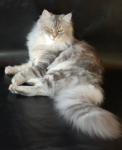 Irma Siberian Sapphire (����)