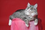 �������� ���� ������ (����)