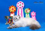 ������ ������� ����� (����)