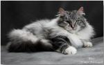 �������� �� ������ (����)