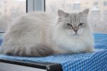 ��������� ����������  ����� (����)