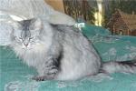 ������ ����-����� (����)
