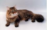 ���� ����-����� (����)