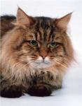 ������� ������ (����)