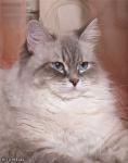 ���� ������ (����)