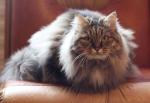 �������� ��������� ������ (����)