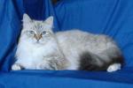 ��������� �������� ������ (����)